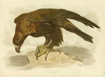 Keilschwanzadler, 1891